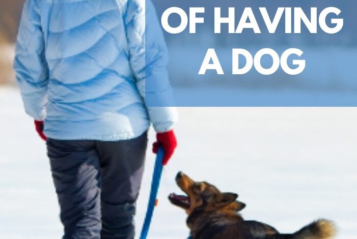10 Health Benefits of Having a Dog 10 Health Benefits of Having a Dog