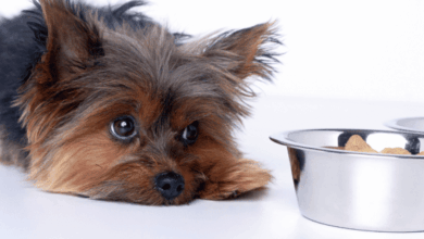 What to Feed Your Dog with an Upset Stomach