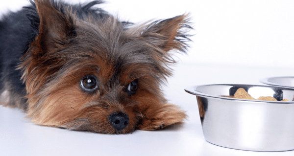 What to Feed Your Dog with an Upset Stomach