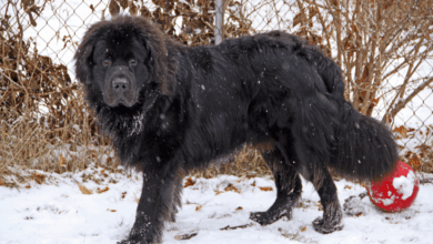 Huge Fluffy Dog Breeds That Will Steal Your Heart (and Your Couch) 🐶☁️ • Kritter Kommunity