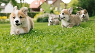 Corgi Puppies: Adoption & Care Guidelines
