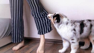 Why Dogs Nibble Their Humans