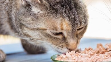 How Much Wet Food To Feed a Cat