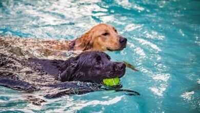 Signs of Water Intoxication in Dogs