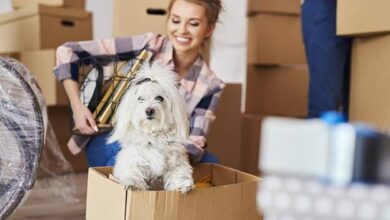 Essential Pet Care Tips for Settling into Your New Apartment