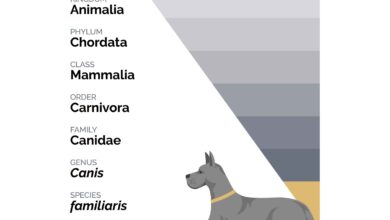 Are Dogs Carnivores or Omnivores?