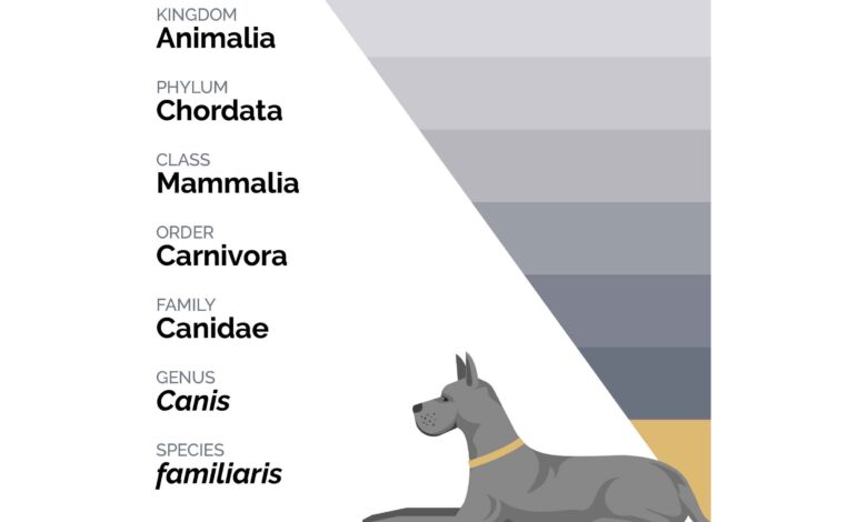 Are Dogs Carnivores or Omnivores? Are Dogs Carnivores or Omnivores?