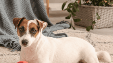 4 Hypoallergenic Jack Russell Terrier Mixes