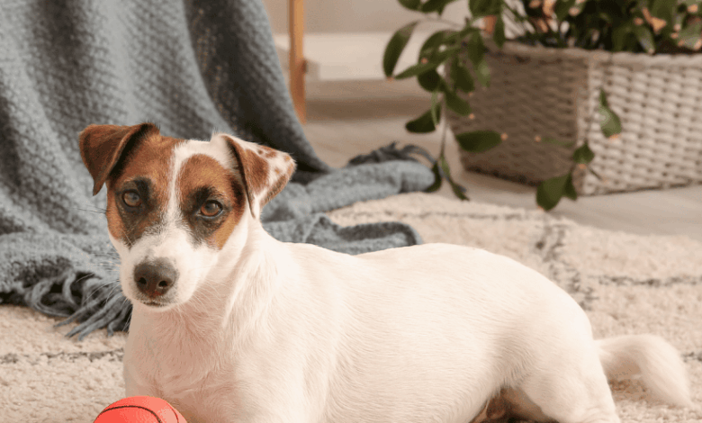 4 Hypoallergenic Jack Russell Terrier Mixes 4 Hypoallergenic Jack Russell Terrier Mixes