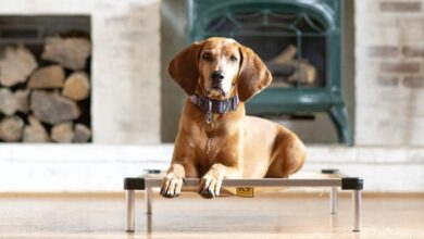 Do I Have To Be My Dog’s Boss?