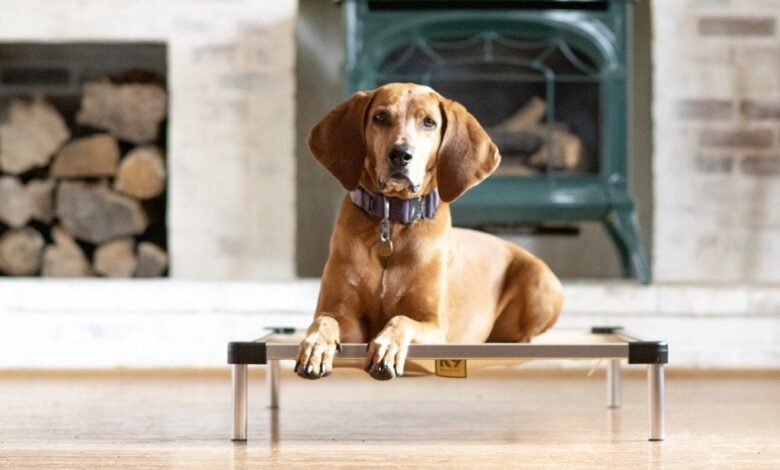 Do I Have To Be My Dog’s Boss? Do I Have To Be My Dog’s Boss?