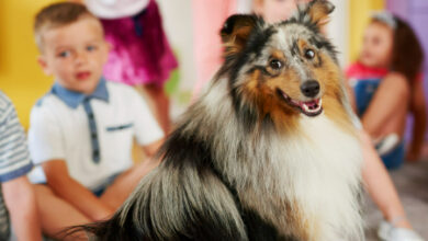 The Benefits of Doggie Daycare: Is It Right for Your Pup?