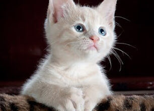A Guide to Feline Illnesses and Their Cures