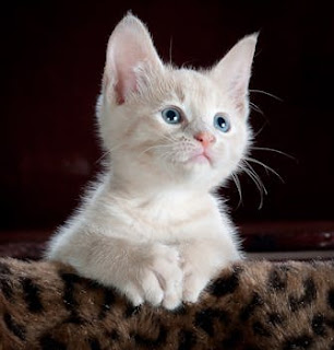 A Guide to Feline Illnesses and Their Cures