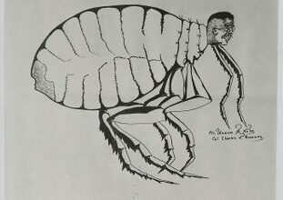 Know Your Enemy (The Flea)