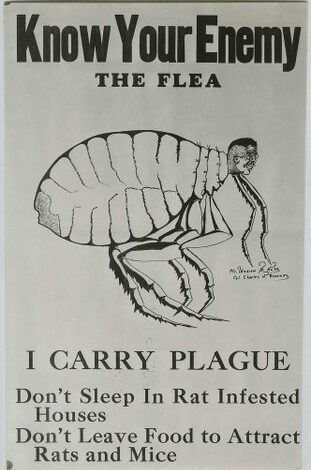 Know Your Enemy (The Flea)