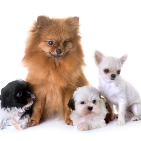 The Evolution of Dog Breeding: Trends and Future Directions The Evolution of Dog Breeding: Trends and Future Directions