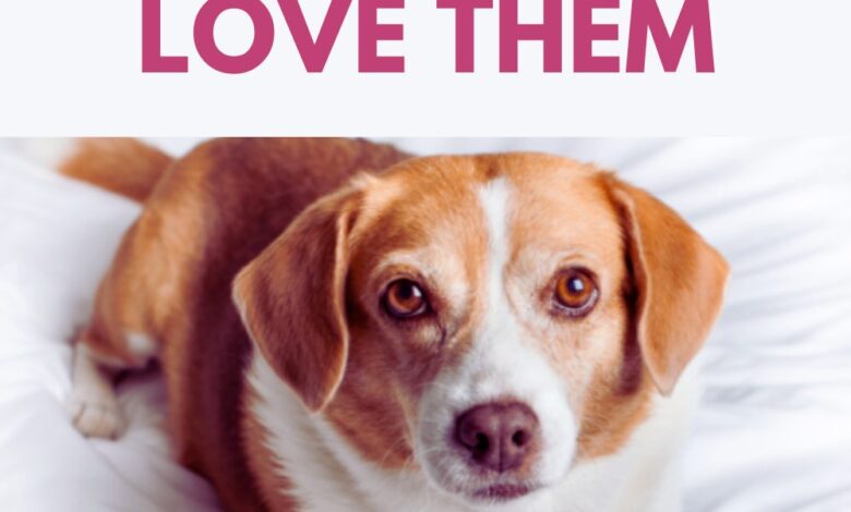 5 Simple Ways to Show Your Dog You Love Them 5 Simple Ways to Show Your Dog You Love Them
