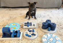 Understanding the Importance of Mental Stimulation for Pets – Pet Life