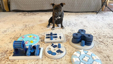 Understanding the Importance of Mental Stimulation for Pets – Pet Life