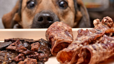 How Many Treats Can I Give My Dog?