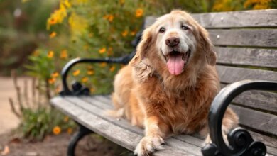 There’s No Place for Shock and Prong in Dog Training