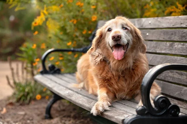 There’s No Place for Shock and Prong in Dog Training