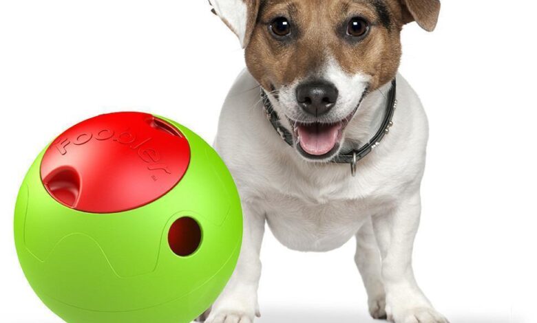Innovative Feeding Solutions for Your Pet – Pet Life