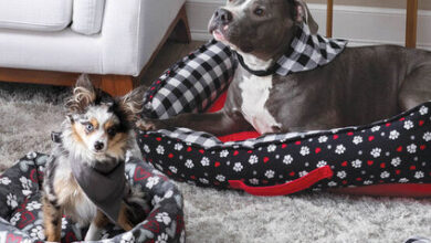 Top 10 Products to Enhance Your Pet’s Comfort at Home – Pet Life