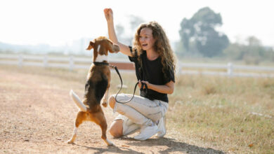 How to Train a Dog to Walk on a Leash? – Rabbitgoo