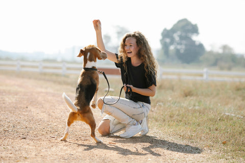 How to Train a Dog to Walk on a Leash? – Rabbitgoo