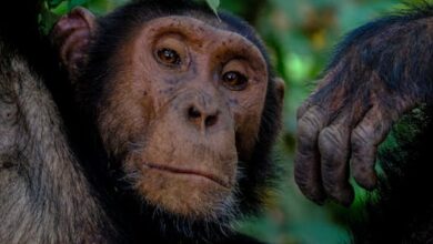 Chimpanzee Intelligence Compared To Human