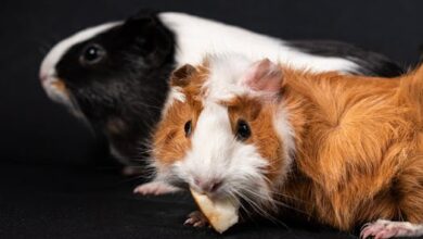 The Delightful World of Guinea Pigs