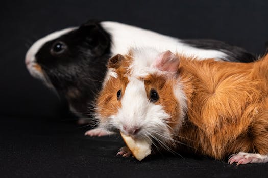 The Delightful World of Guinea Pigs