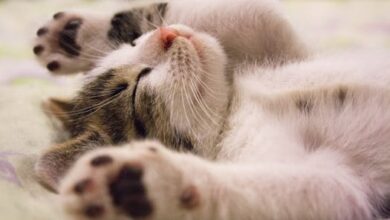 Caring For Your Diabetic Cat