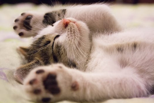 Caring For Your Diabetic Cat