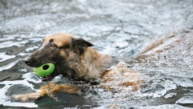 Essential Tips for Dog Owners During Summer