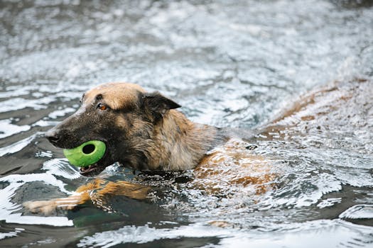 Essential Tips for Dog Owners During Summer