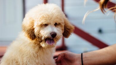 Care, Training, and Health Tips for Your Poochon