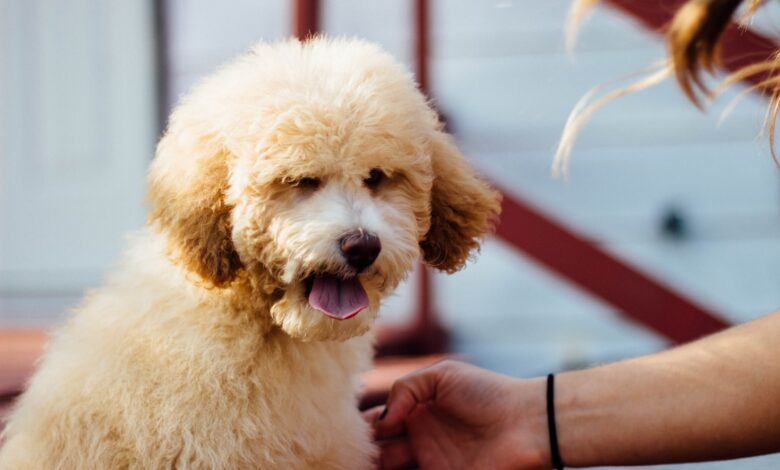 Care, Training, and Health Tips for Your Poochon Care, Training, and Health Tips for Your Poochon