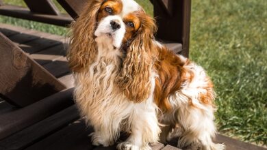 11 Endearing Ways Dogs Try To Make You Smile