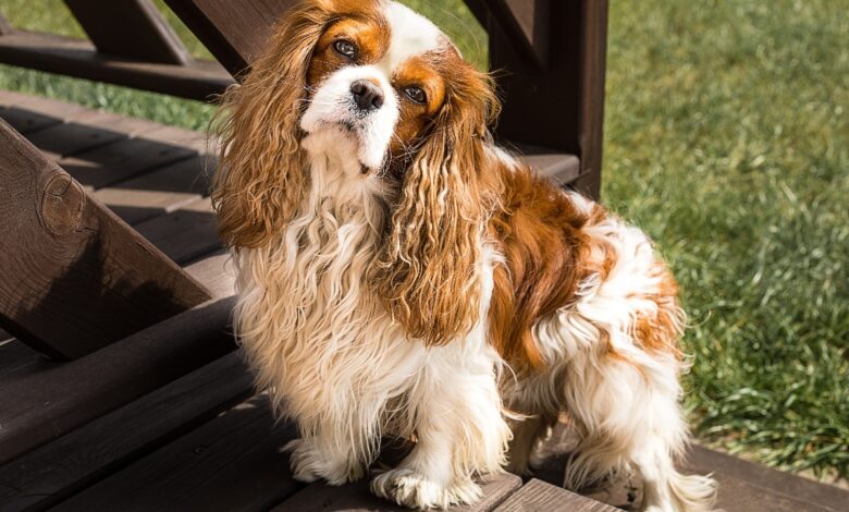 11 Endearing Ways Dogs Try To Make You Smile 11 Endearing Ways Dogs Try To Make You Smile