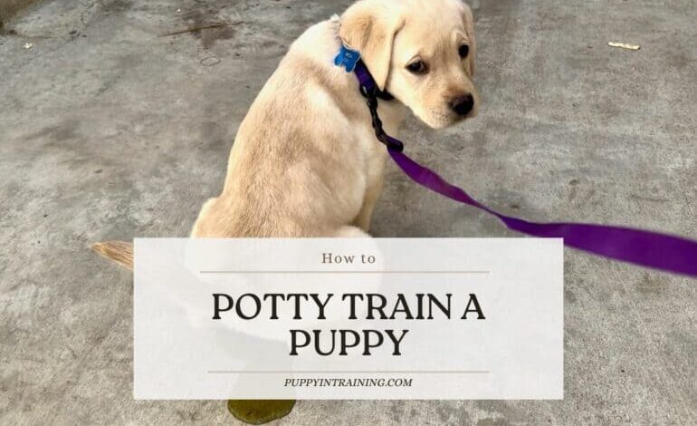 How To Potty Train A Puppy How To Potty Train A Puppy