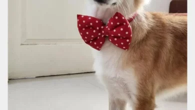 How to Teach Them to Ask to Go Out!