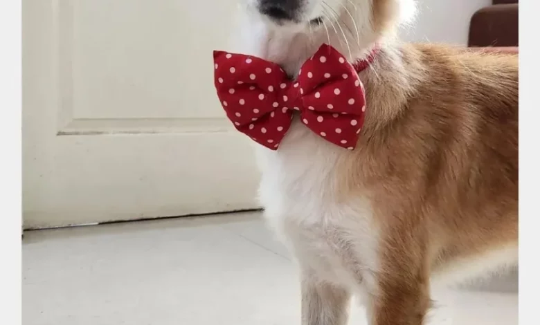 How to Teach Them to Ask to Go Out!
