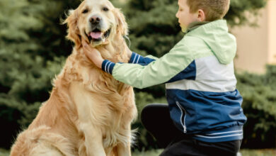 How Dogs Can Help with Autism Spectrum Disorders: Canine Companionship
