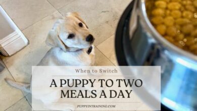 When To Switch A Puppy To Two Meals A Day – Feeding Guide