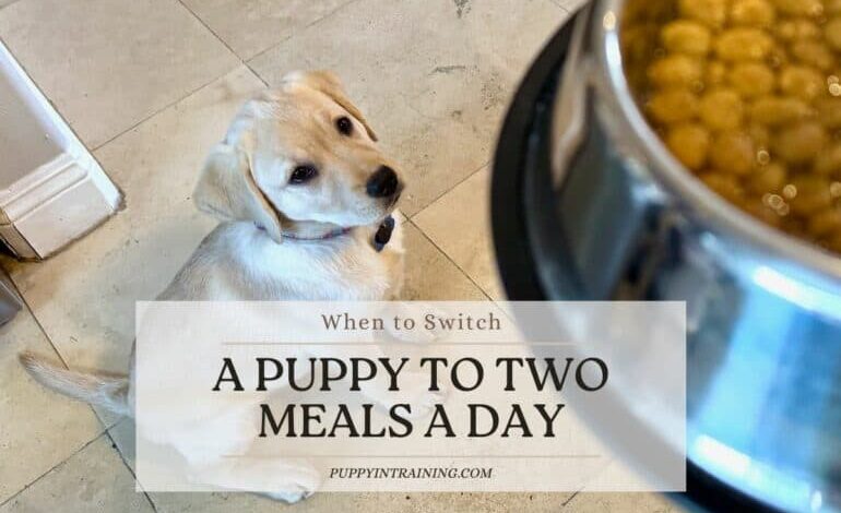 When To Switch A Puppy To Two Meals A Day – Feeding Guide