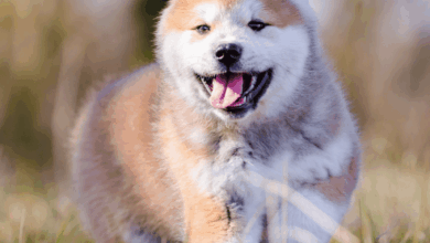 when can a puppy get pregnant