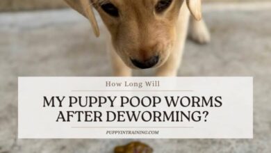 How Long Will My Puppy Poop Worms After Deworming?